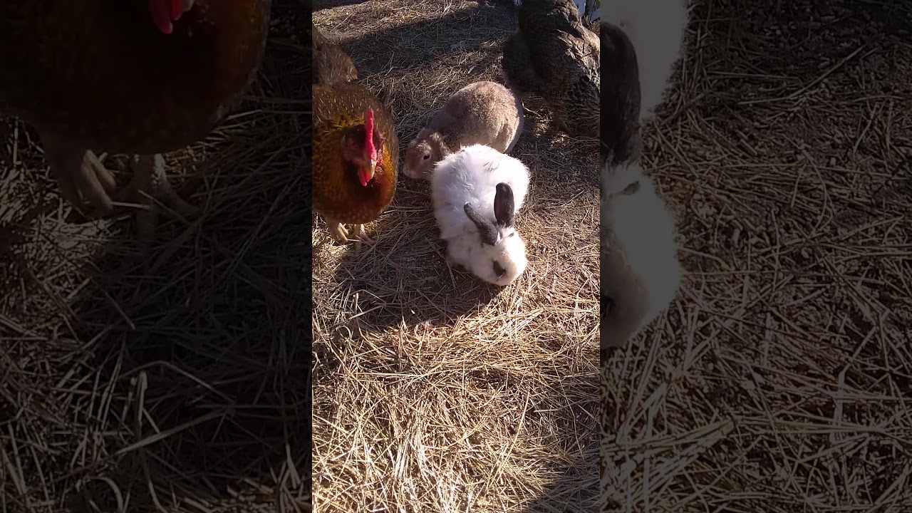 Chickens and Rabbits live together YouTube