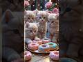 #cat #cute #love #funny #shorts