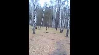 MOV 0000096 зона смешанных +и широколиственных лесов 07 MOV 0000096 зона смешанных +и широколиственных лесов 07