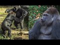Riki, don't underestimate your mom's strength. Haoko hoots to Momoko｜Gorillas｜UENO ZOO｜ゴリラ｜上野動物園