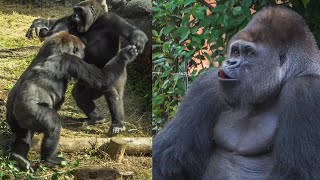 Riki, don't underestimate your mom's strength. Haoko hoots to Momoko｜Gorillas｜UENO ZOO｜ゴリラ｜上野動物園