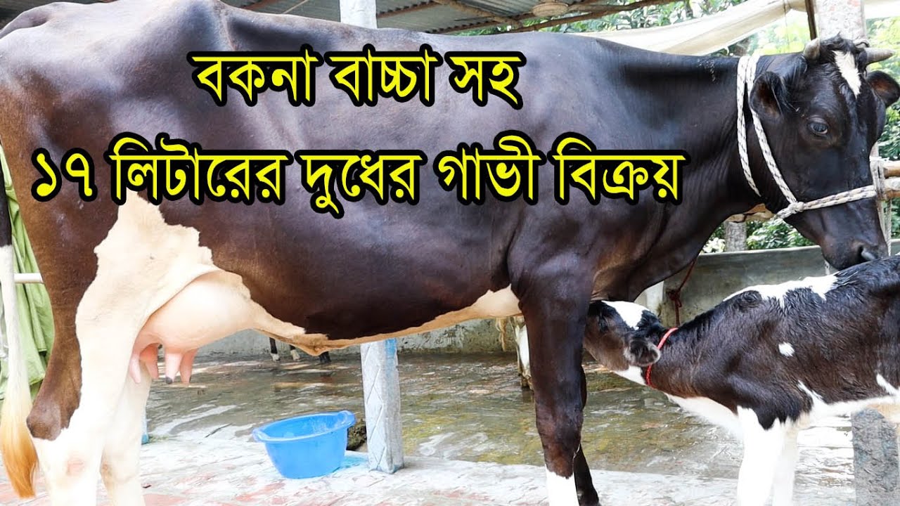 বকনা বাচ্চা সহ ১৮ লিটারের দুধের গাভী বিক্রয় 01304-876281 imo