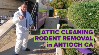 Attic Cleaning, Rodent Removal in Antioch CA