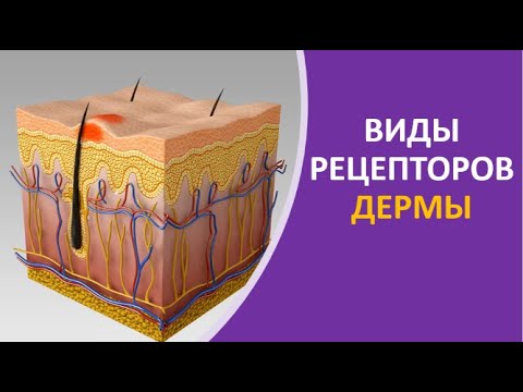 Виды рецепторов дермы