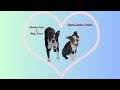Just Another Day: Laughs and Love with 7 Boston Terriers! 💖🐕
