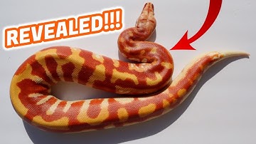 SUPER Red T Negative Albino Blood Python