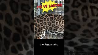 Jaguar Fact Friday~Part 2 Of 3