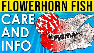 Flowerhorn Fish | Flowerhorn Care And Info | How To Take Care Of Flowerhorn Fish screenshot 5