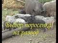 Вьетнамские поросята.Покупаем поросяток для развендения.