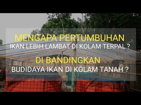 Video: Bau cepat