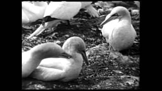 The Gannet, original 1963 version!