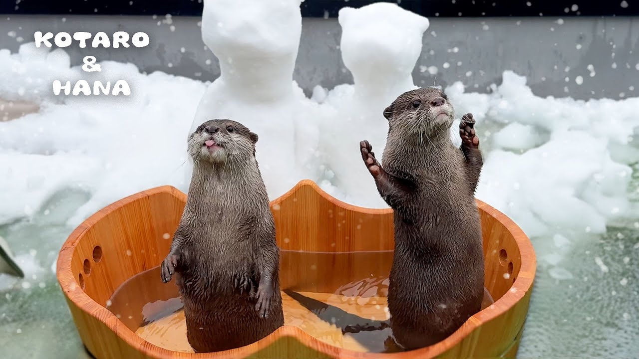 Выдры наслаждаются прекрасным неожиданным снежным днём