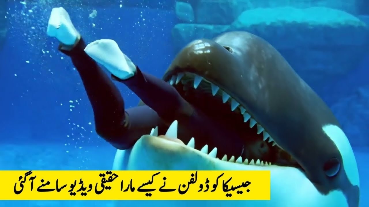 Jessica Radcliffe Orca Attack ?|| Orca attack video viral || Dolphin and orca viral video
