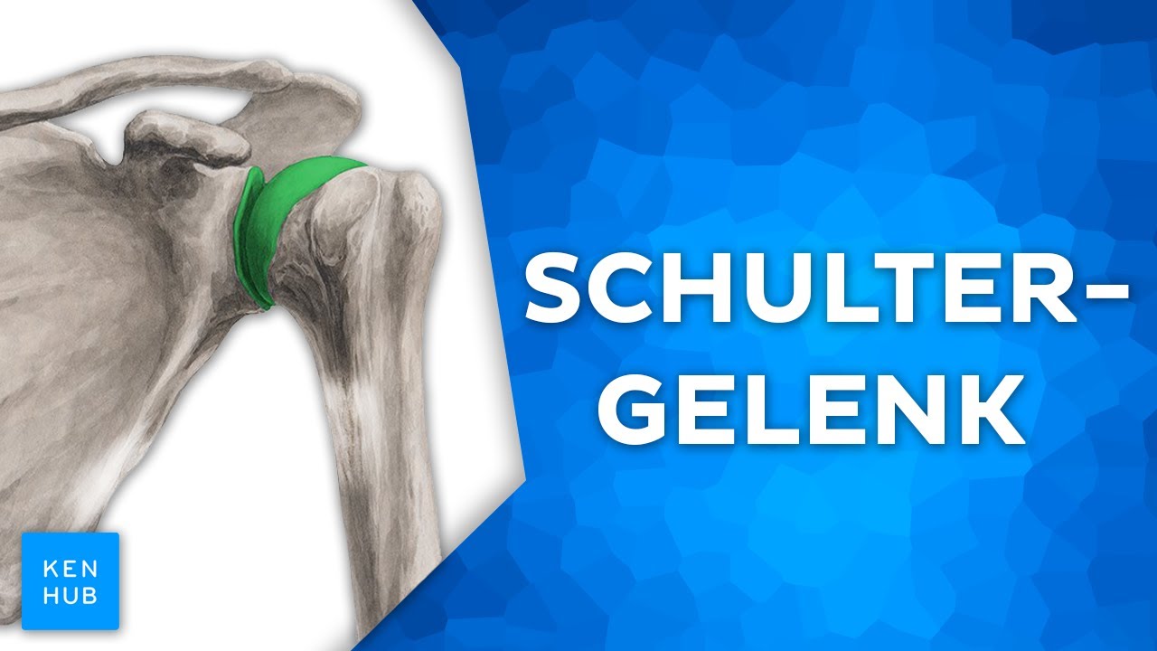 Schultergelenk: Aufbau und Funktion einfach erklärt | Kenhub