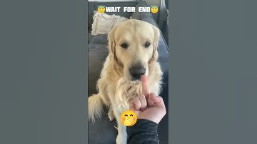 other dog Middle finger reaction and my dog middle finger reaction//#shortvideo #shortsvideo#shorts