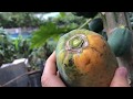 パパイア収穫！自給自足093。フルーツの楽園。