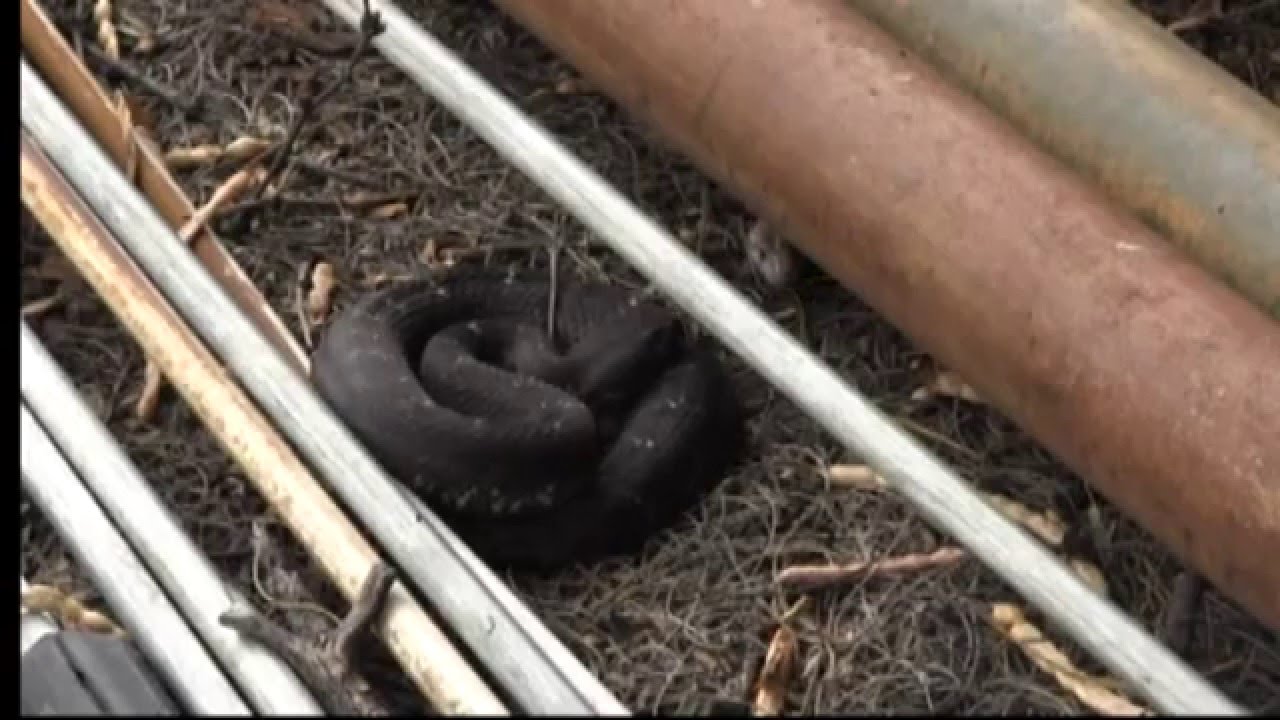 rattlesnakes can swim Cletus an Arizona black rattlesnake gets a surprise visitor
