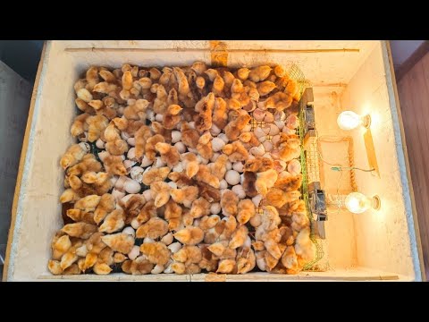 How to make an incubator at home and hatch chickens eggs