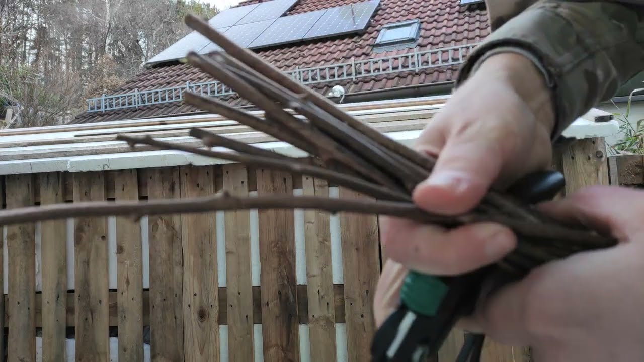 Zwergkiwi Stecklinge richtig schneiden bewurzeln dann in Substrat pflanzen setzen aus dem Wasser