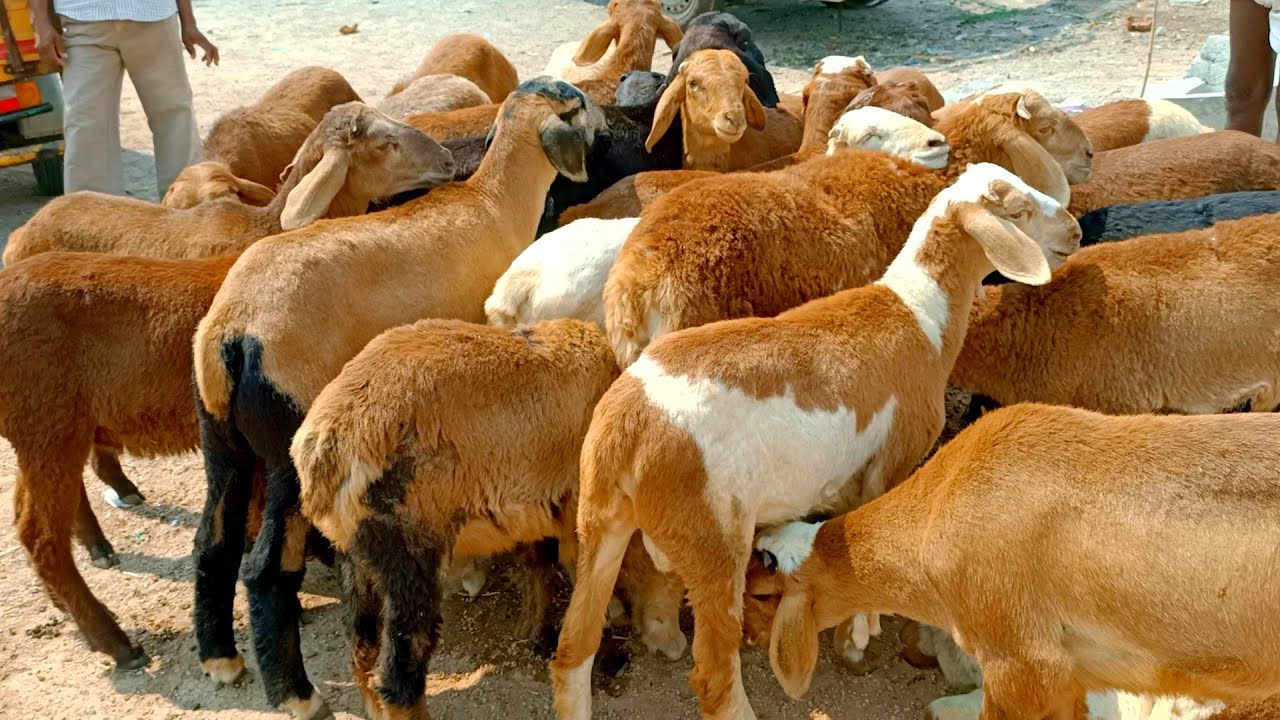 Maal Goat Market || Telangana kids And Desi goats - YouTube