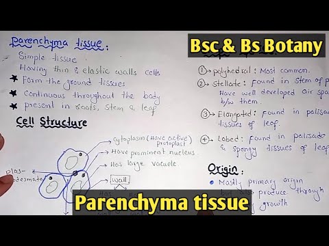 Parenchyma Tissue Structure And Functions | Parenchyma Types | Class Bsc Botany