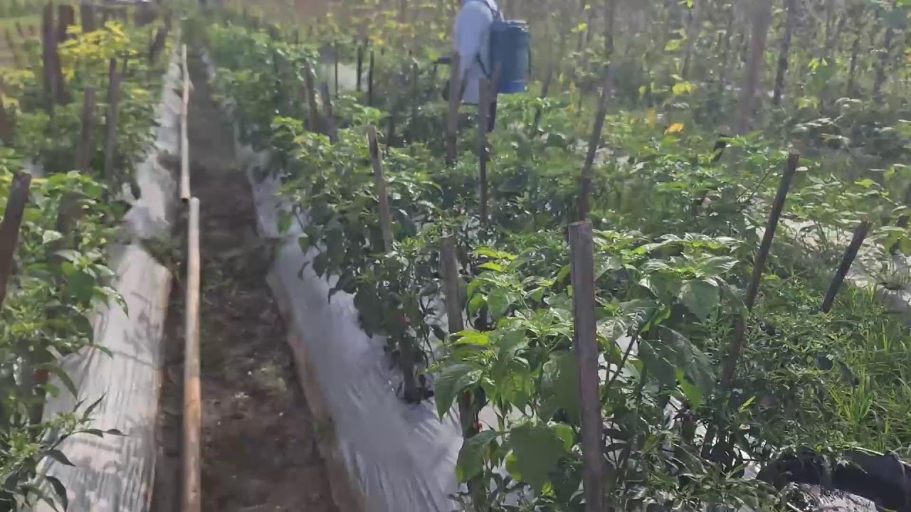 Smart Farmers Spray Pesticides Using Unique Manual Farming Tools — Agriculture Farming