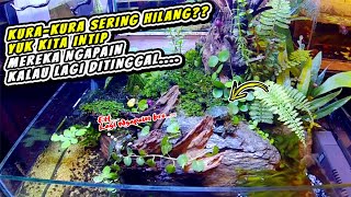 KALAU PAHAM🔥🔥 GAK AKAN HILANG LAGI KURA-Kuranya‼️‼️|| Aquarium kura-kura brazil