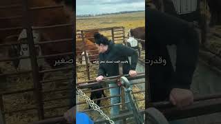 🐄 أداة عبقرية للتعامل مع الأبقار😱