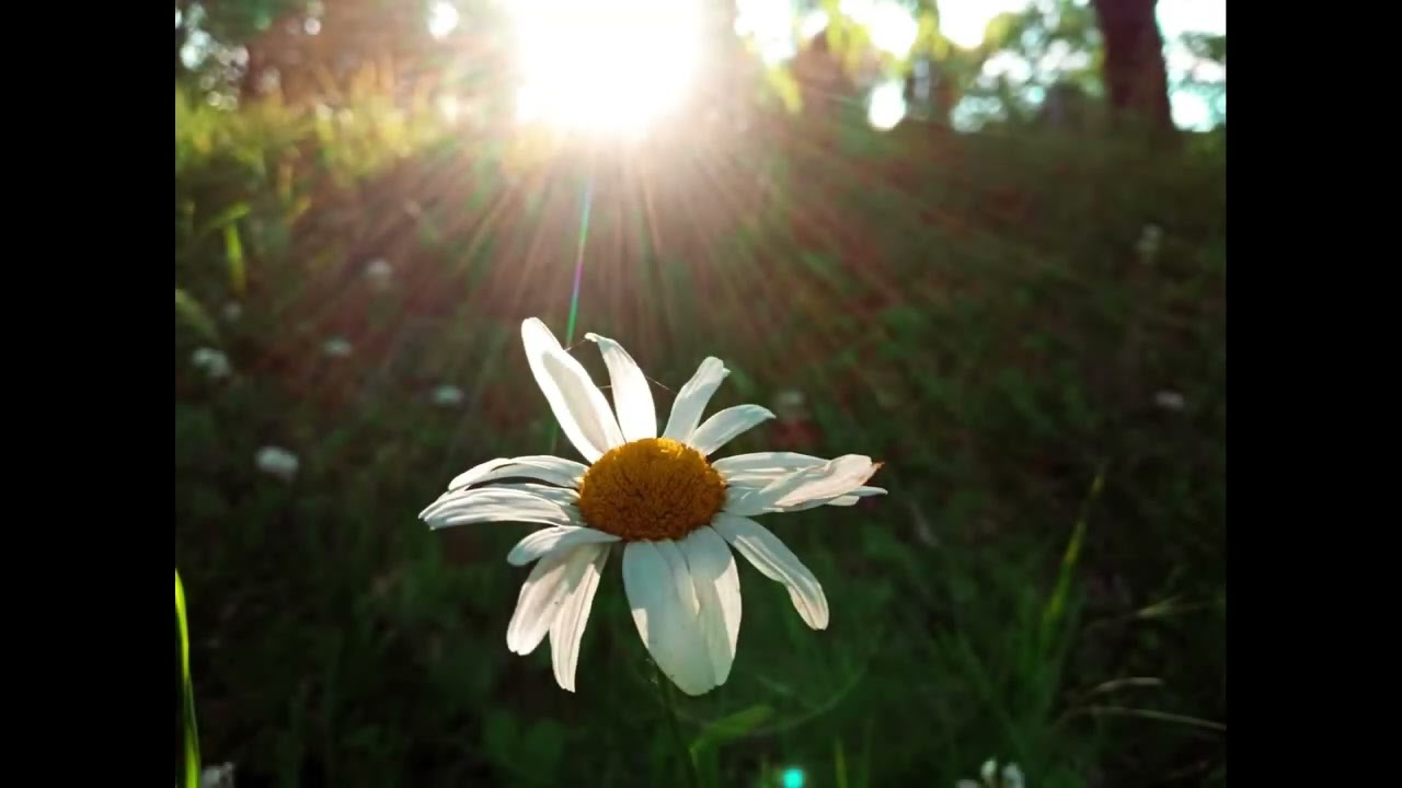 Album of recent songs and instrumentals