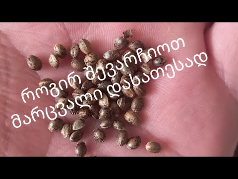 თესლის გაღვივება