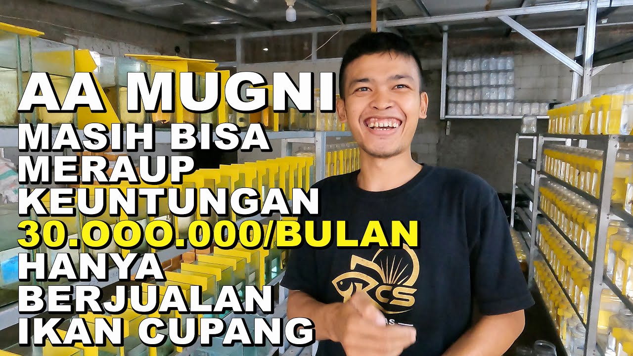 PRIA INI MASIH MERAUP KEUNTUNGAN 30 JT BULAN HANYA DI JUALAN IKAN CUPANG