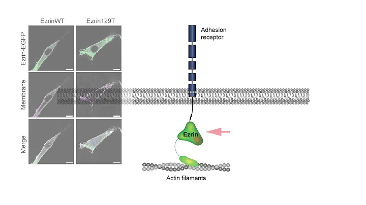 Human Mutation - Lars Bjrn Riecken, Helen Morrison...