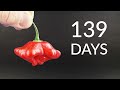 Growing JAMAICAN BELL PEPPER Time-lapse