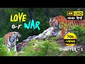 Ep 21  tiger mating fight  bandhavgarh tiger reserve  4k