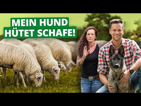 Video: So trainieren Sie Ihren Hund, um keine Schafe zu jagen