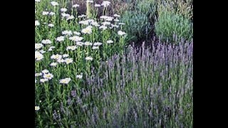 Tips for Growing Beautiful Lavender Plants from Greenwood Nursery