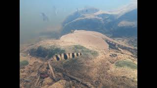 Potamotrygon Orbignyi Nickerie River 2022