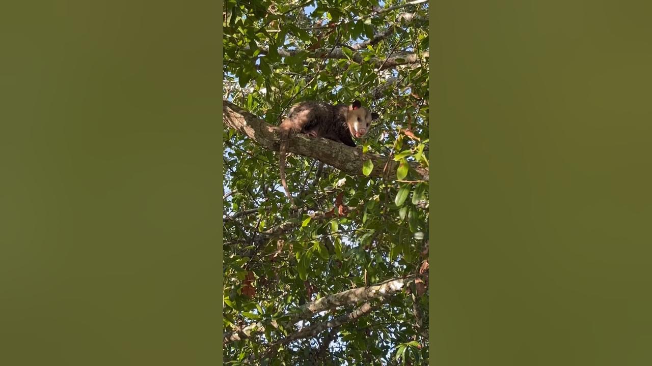 The BIGGEST possum I’ve ever seen in my life😳😳 - YouTube
