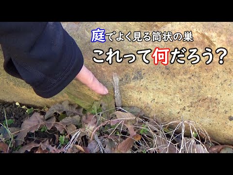 庭のクモは敵じゃない！むしろ最強の害虫対策