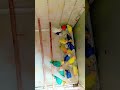 27 February 2026 #birds #lovebirds #yellowfaceopaline #parrot #boxes #albinoopaline #rsbirdsaviary