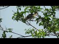珍鳥コムクドリが浜松市佐鳴湖に、やってきた。