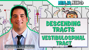 Neurology | Descending Tracts: Vestibulospinal Tract