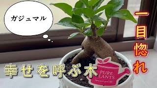 幸せを呼ぶ木 このガジュマルに決めた 心穏やかにいたい Youtube