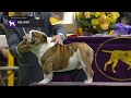 Bulldog part 2 | Breed Judging 2019