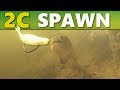 INTERMEDIATE GUIDE to BASS FISHING: 2C - The Spawn