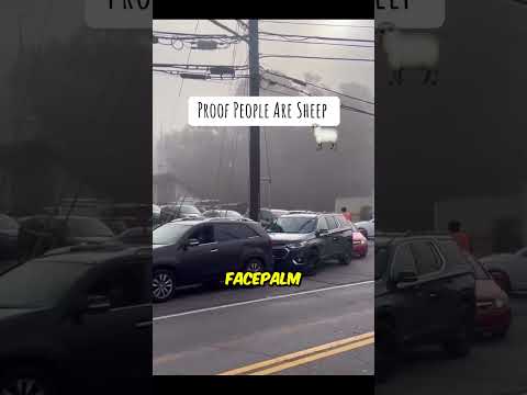 شيء ما جعل كل سيارة تتوقف ولم يكن كما تظن