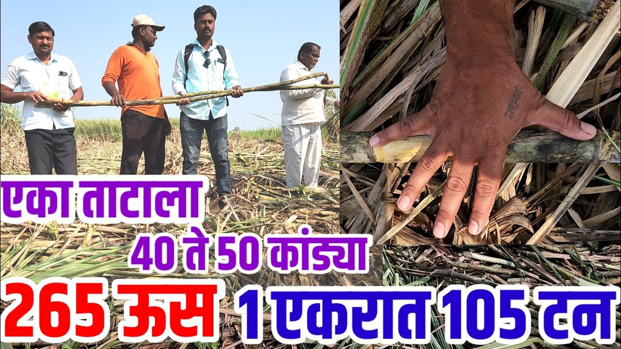 ऊस शेती,265 ऊस,1एकरात 105 टन उतारा,एका ताटाला40 ते 50 कांड्या,ऊस लागवड माहिती sugar_cane visionvarta