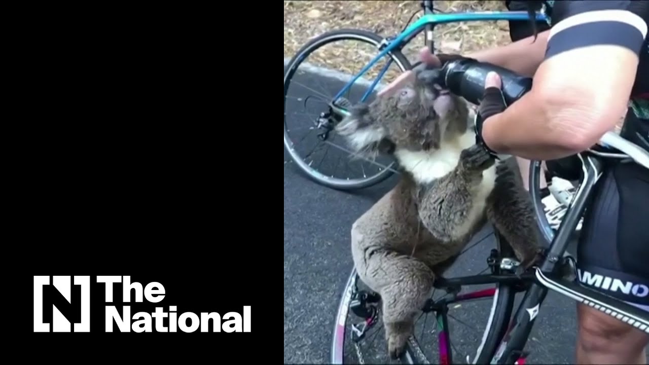 Moment thirsty koala gulps down cyclist's water