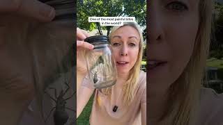 I found a WHEEL BUG in my backyard 😳🪲 Wheel bugs (Arilus cristatus) are one of the largest