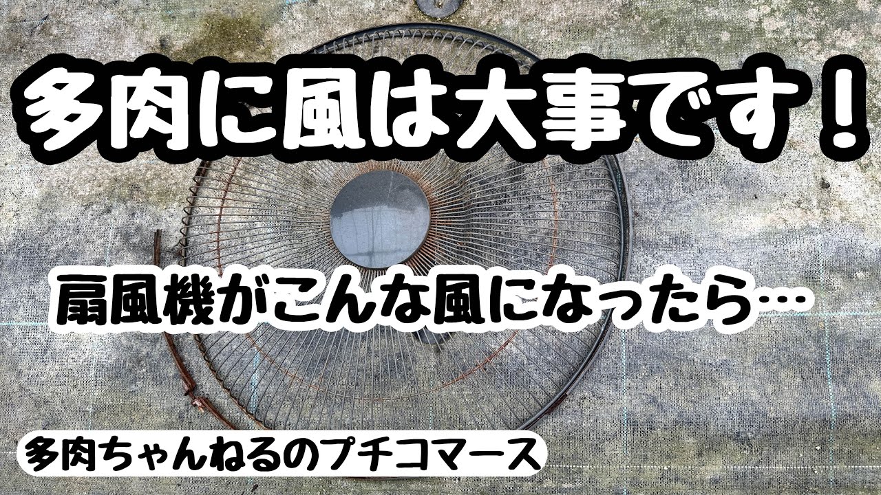 【多肉植物】多肉に風は大事です‼️扇風機の耐久性は？2024年8月7日